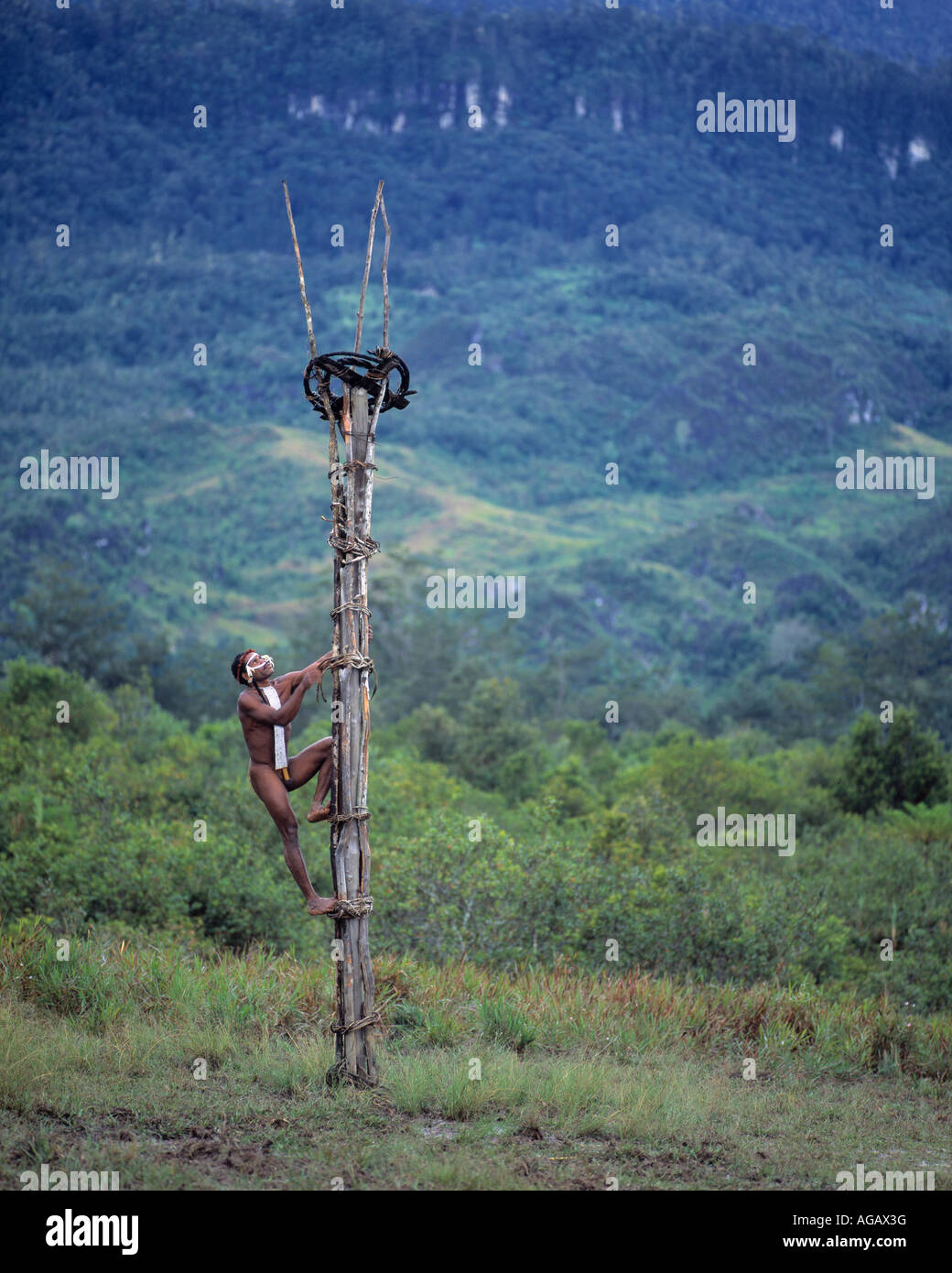Dani tribesman climbing a defensive lookout, Irian Jaya, Indonesia Stock Photo