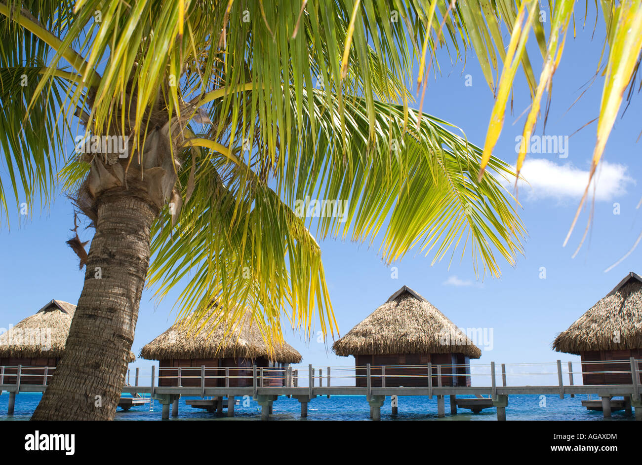 Palm Tree And Grass Roof Luxury Hotel Rooms Over Water At