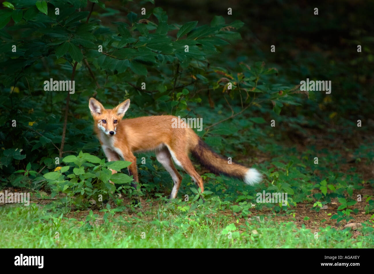 Wild red fox in the Ozark Mountains of Arkansas Stock Photo