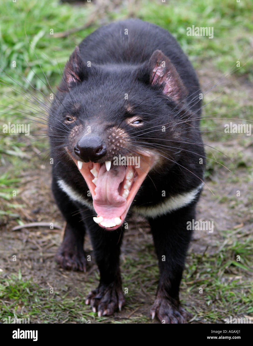 A TASMANIAN DEVIL BARING ITS TEETH BAPDA8805 Stock Photo - Alamy