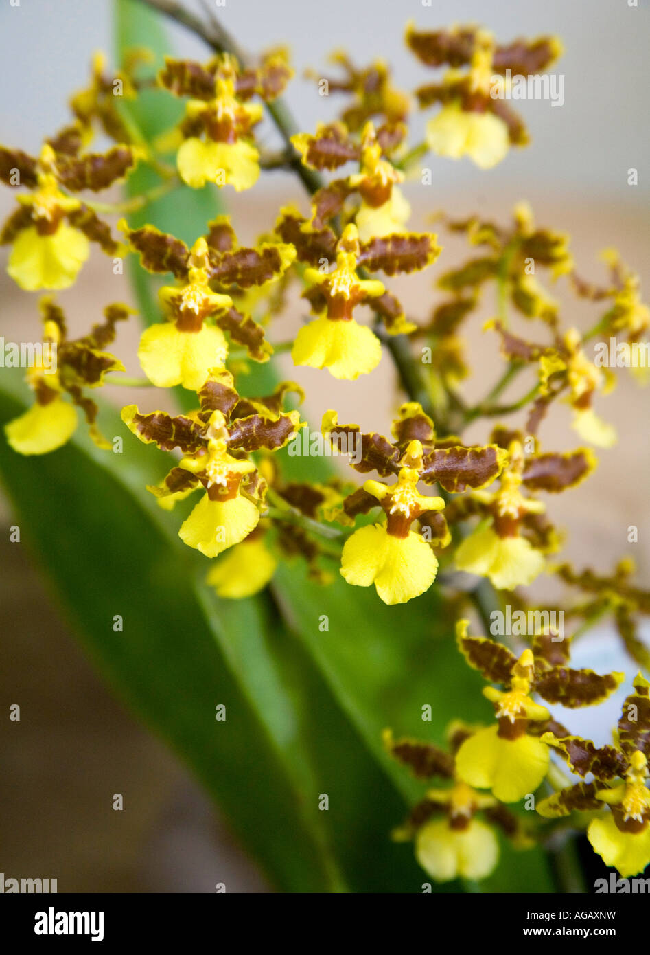 Colmanara orchids at an exhibition at Panama City Central America Stock Photo