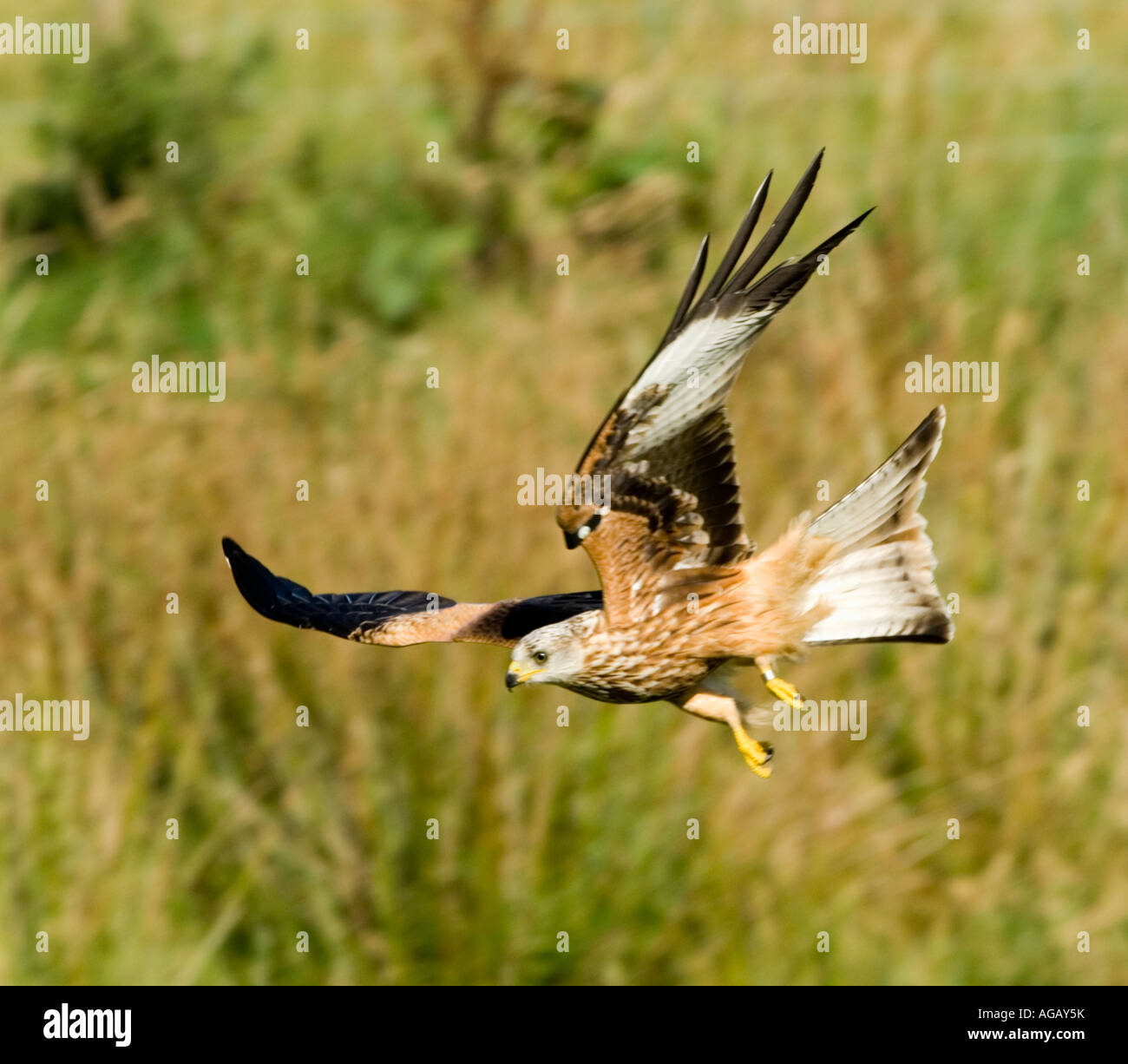 Red Kite (Milvus milvus) flying Stock Photo