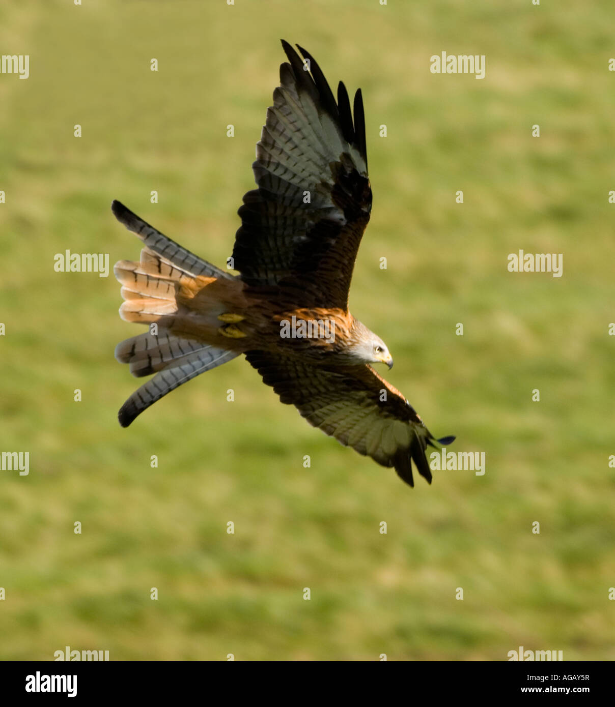 Red Kite Milvus milvus Stock Photo Alamy