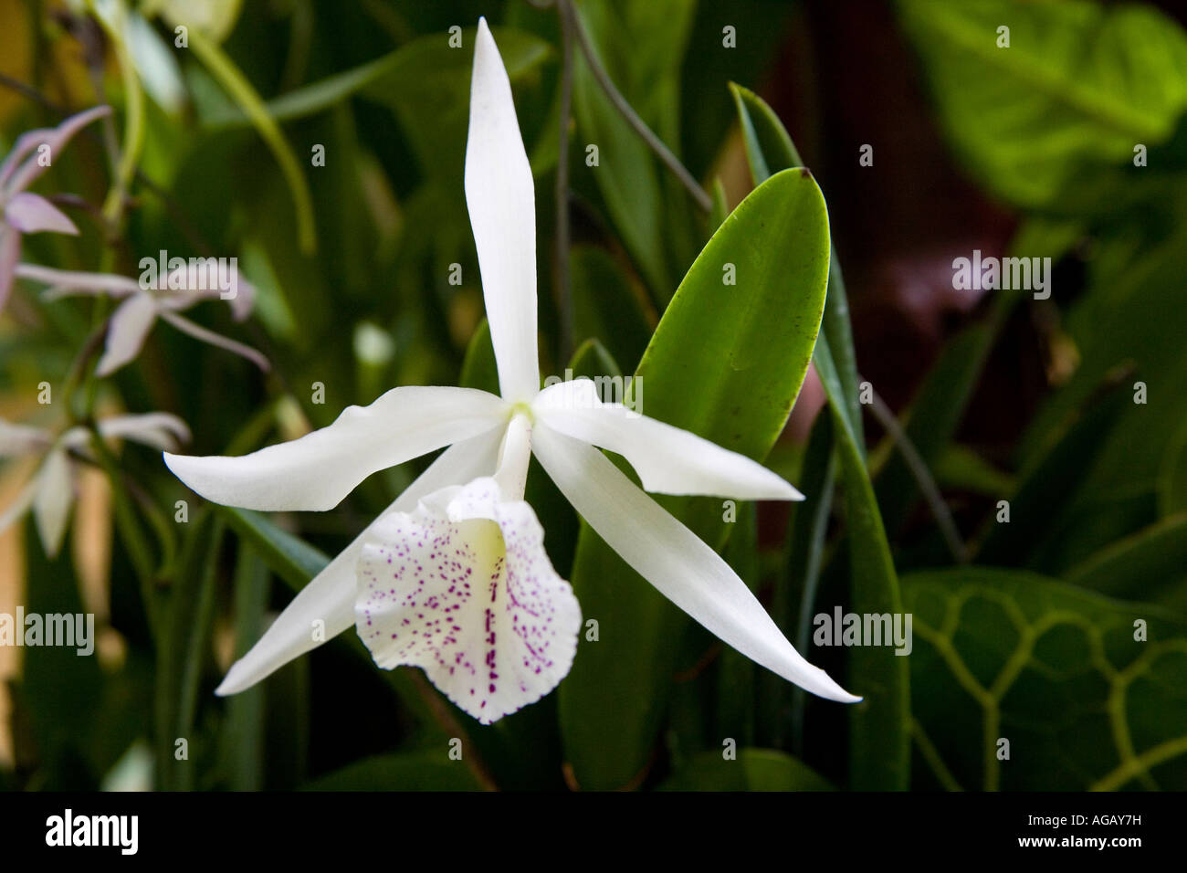 White Cattleya orchid at an exhibition at Panama City Central America Stock Photo