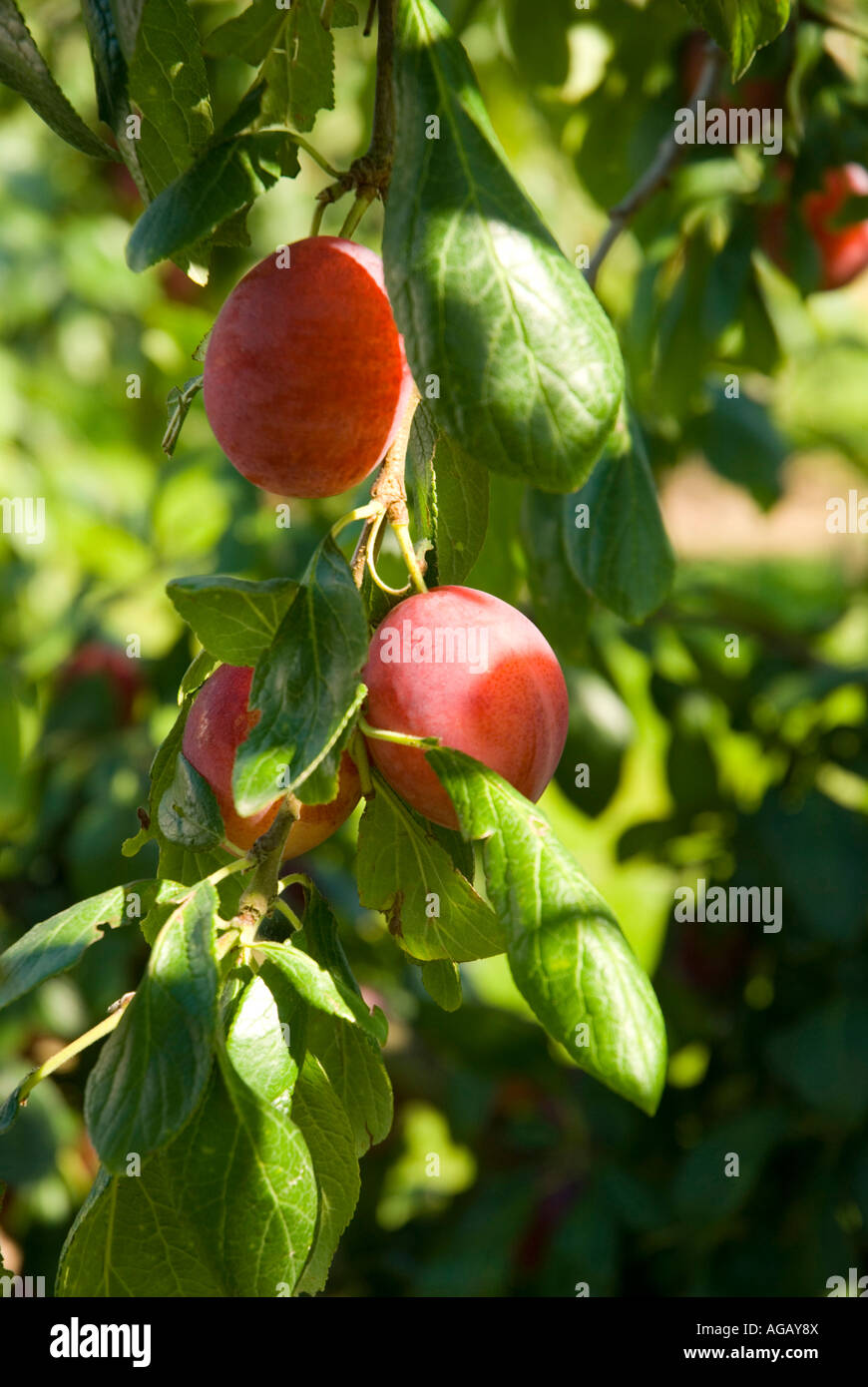 Victoria Plums at a Pick Your Own Fruit farm in Herefordshire England