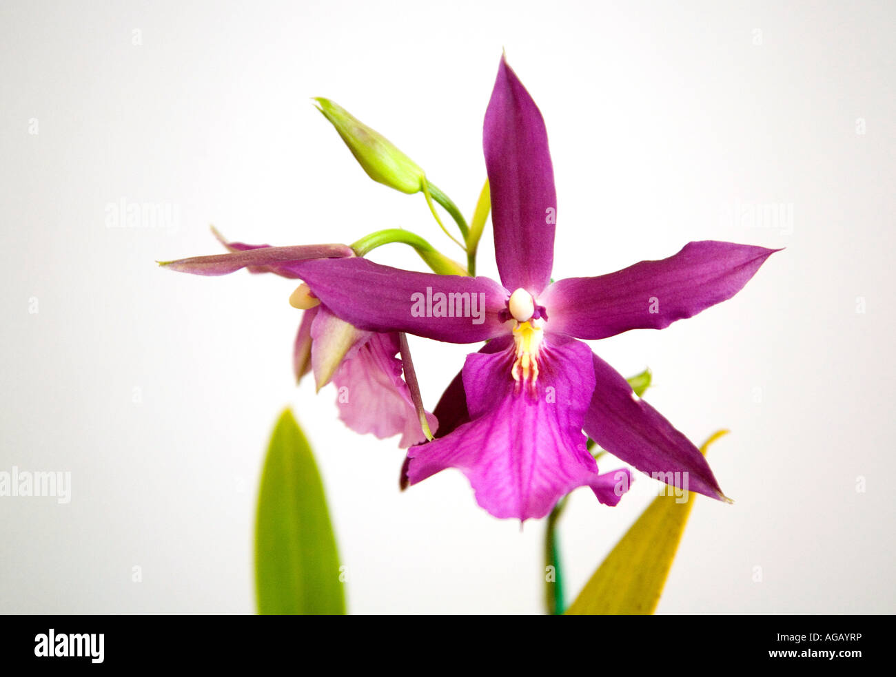 Miltonia spectabilis orchid seen at an exhibition in Panama Central America Stock Photo