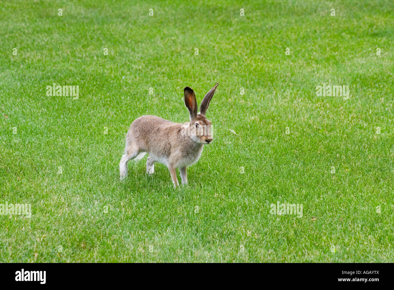 Hopping Hare Stock Photo