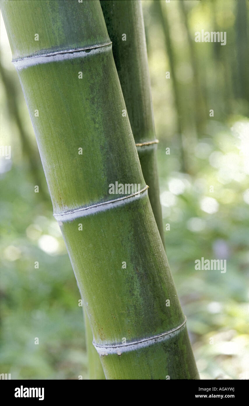Bamboo Phyllostachys pubescens Stock Photo