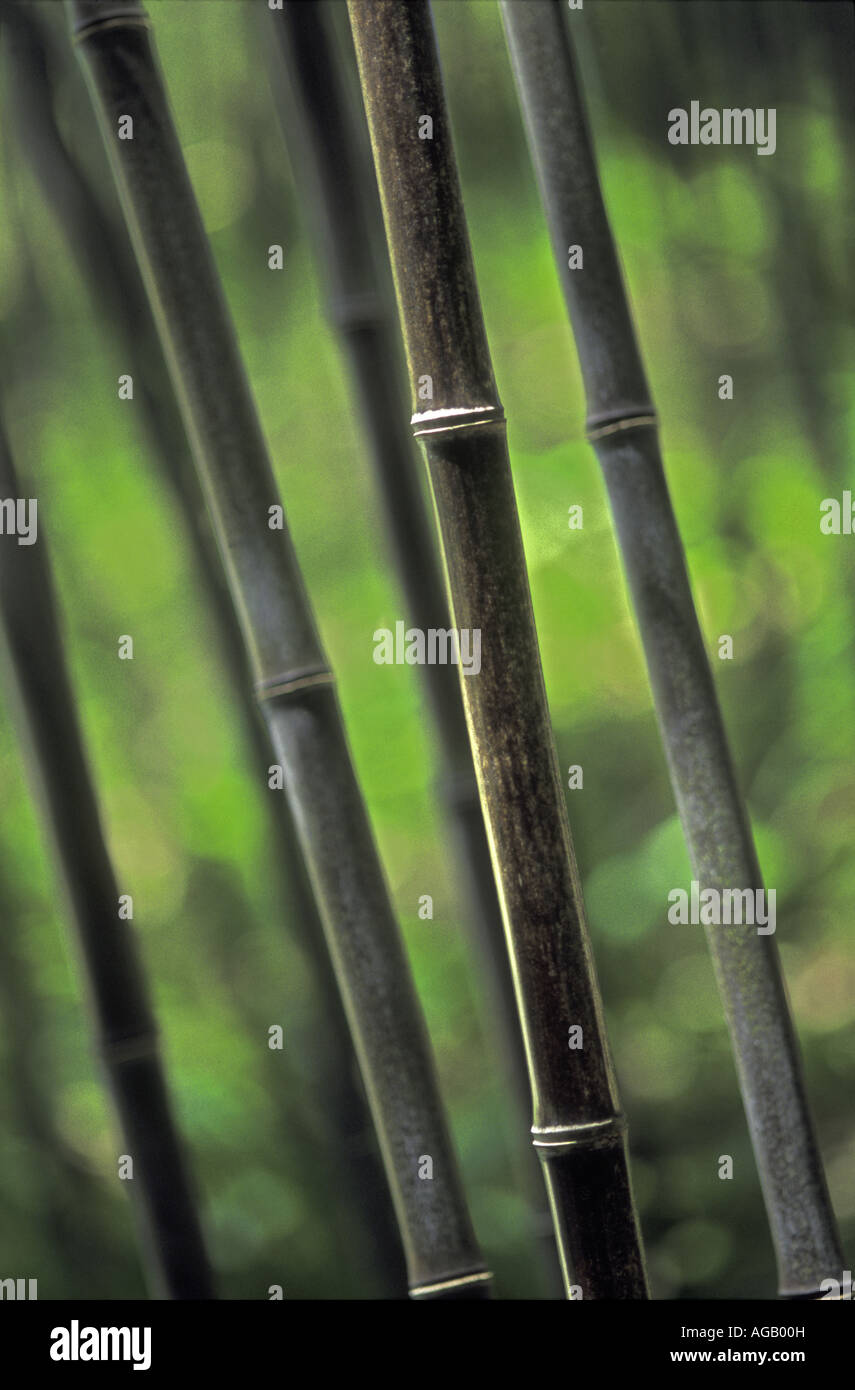 Black Bamboo pipe Stock Photo Alamy