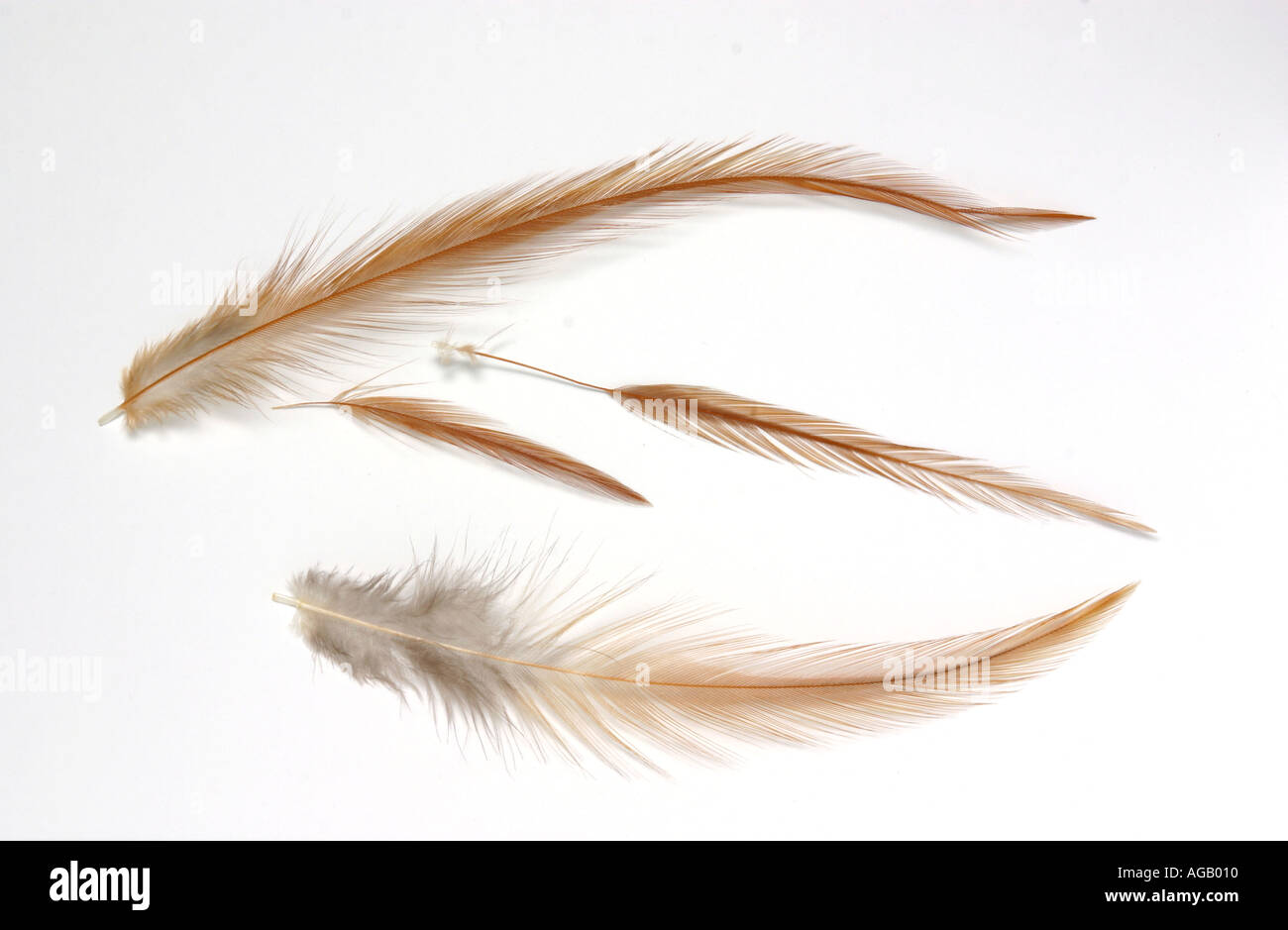 fishing fly Hackle feathers Trout fly tying material Stock Photo