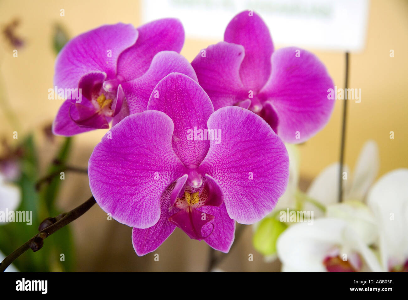 Phalaenopsis orchids at an exhibition at Panama City Central America Stock Photo