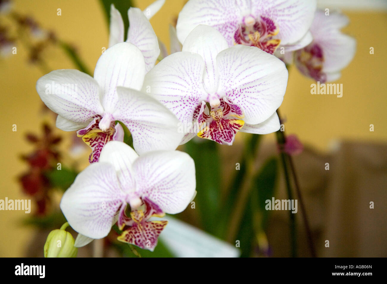 Phalaenopsis orchids at an exhibition at Panama City Central America Stock Photo
