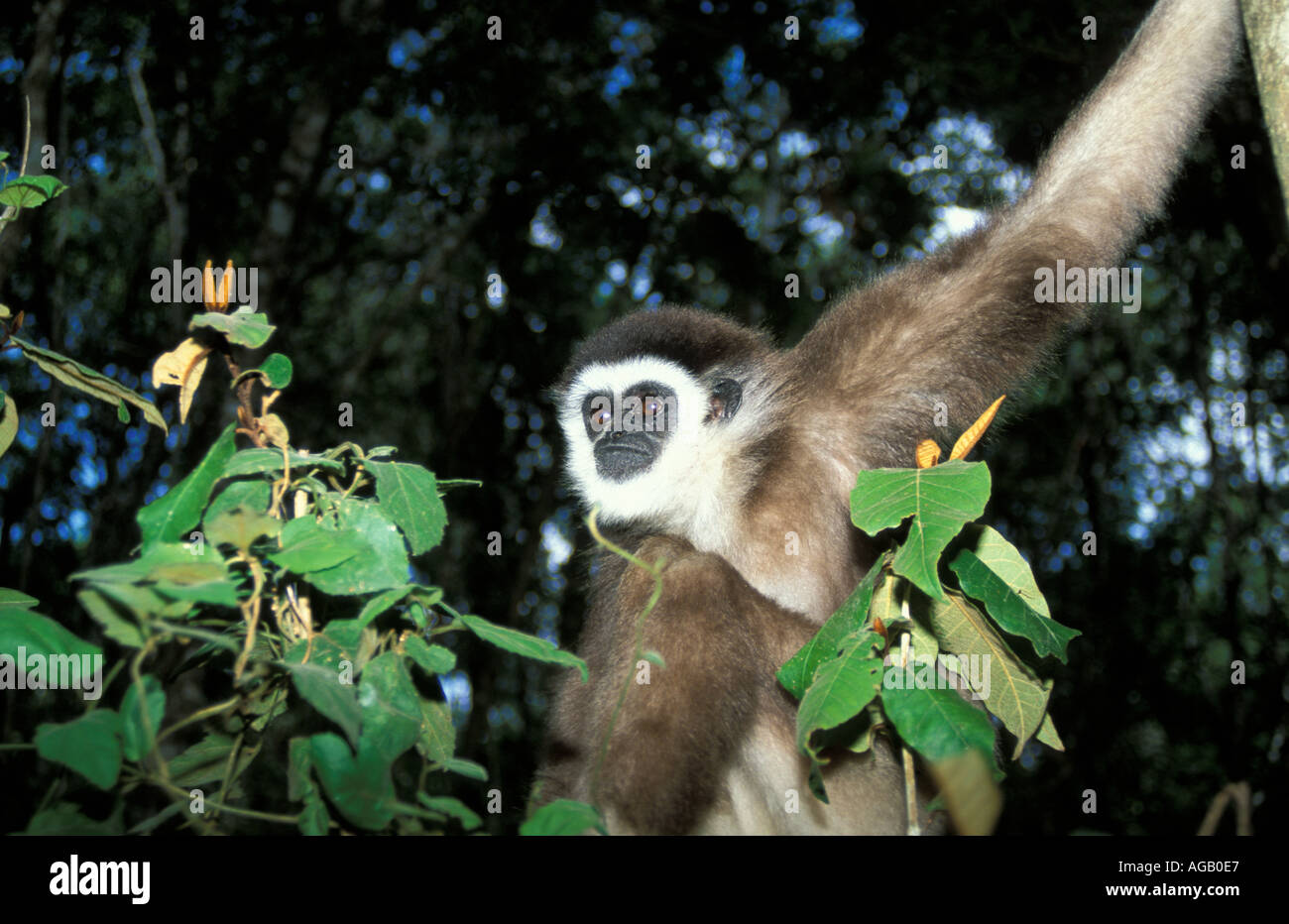 White handed Lar Gibbon South East Asia Stock Photo Alamy
