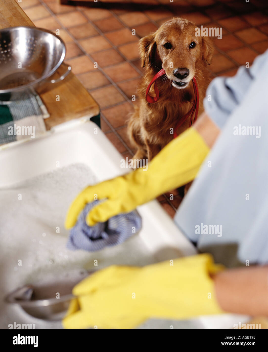golden retriever waiting for walk whilst owner washes up Stock Photo