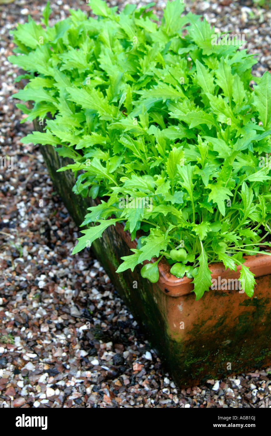 Mizuna Japanese salad greens will grow successfully in a container Stock Photo