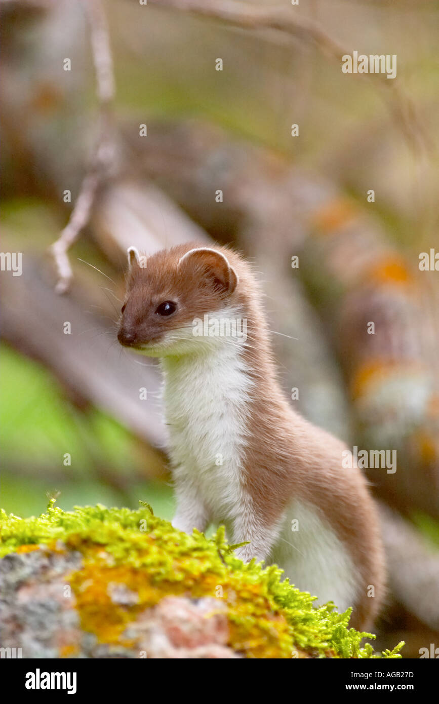 Stoat Mustela erminea stopped on the stone in the woods in the Tien Shan mountains Kyrgyzstan Central Asia altitude 2500 m Stock Photo