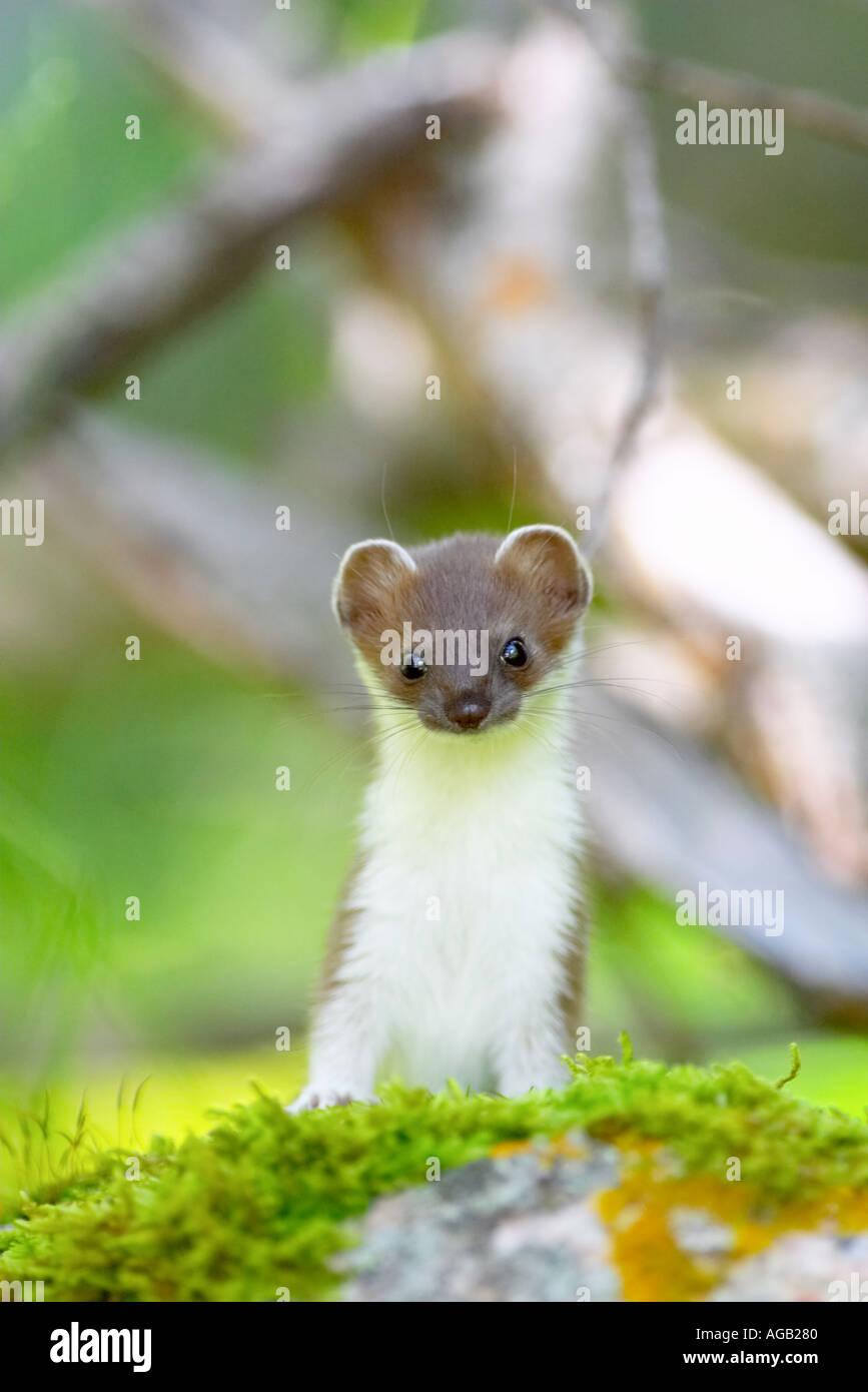 Stoat Mustela erminea stopped on the stone in the woods in the Tien Shan mountains Kyrgyzstan Central Asia altitude 2500 m Stock Photo
