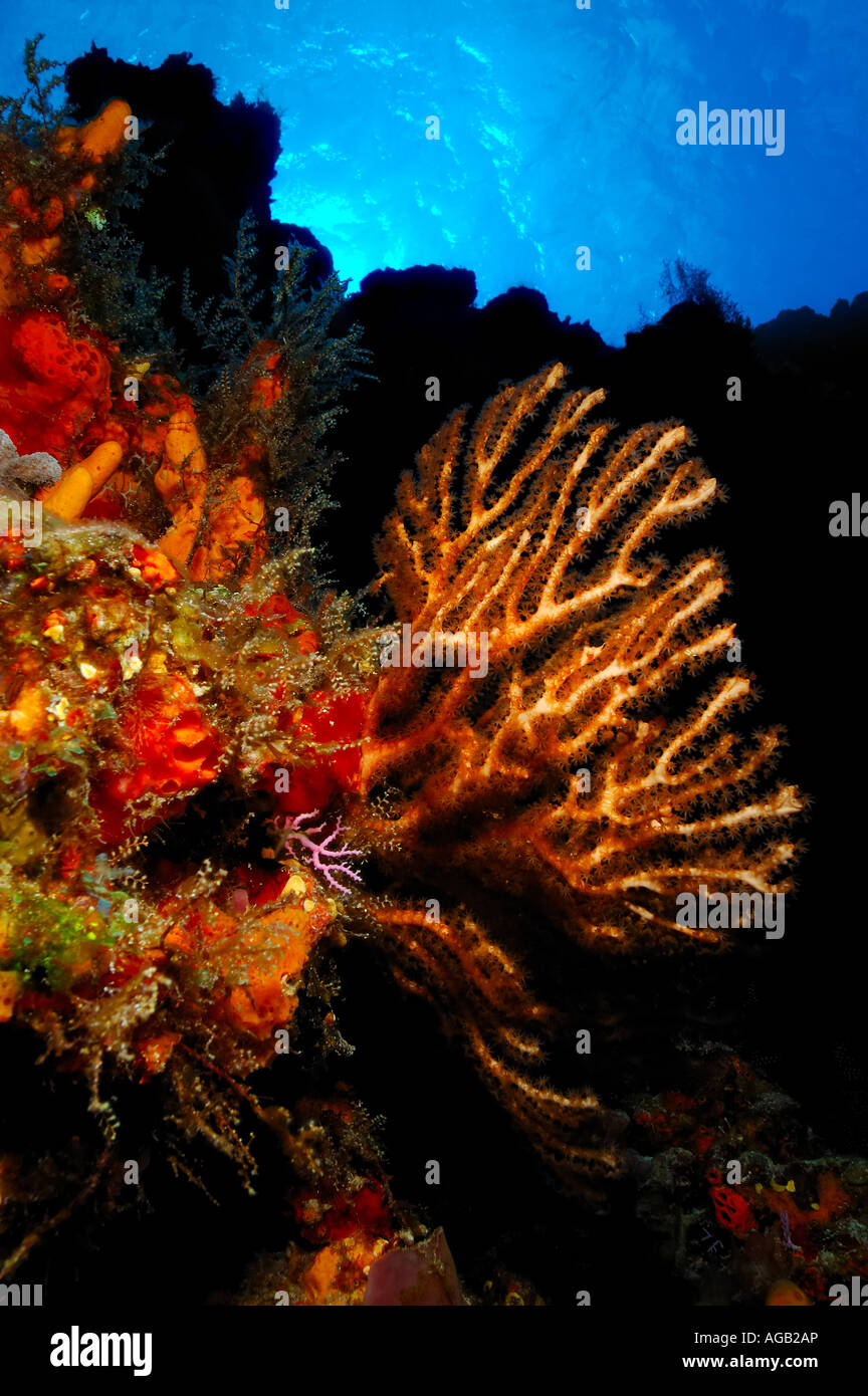 A beautiful deep ocean scene of a coral sea fan Stock Photo