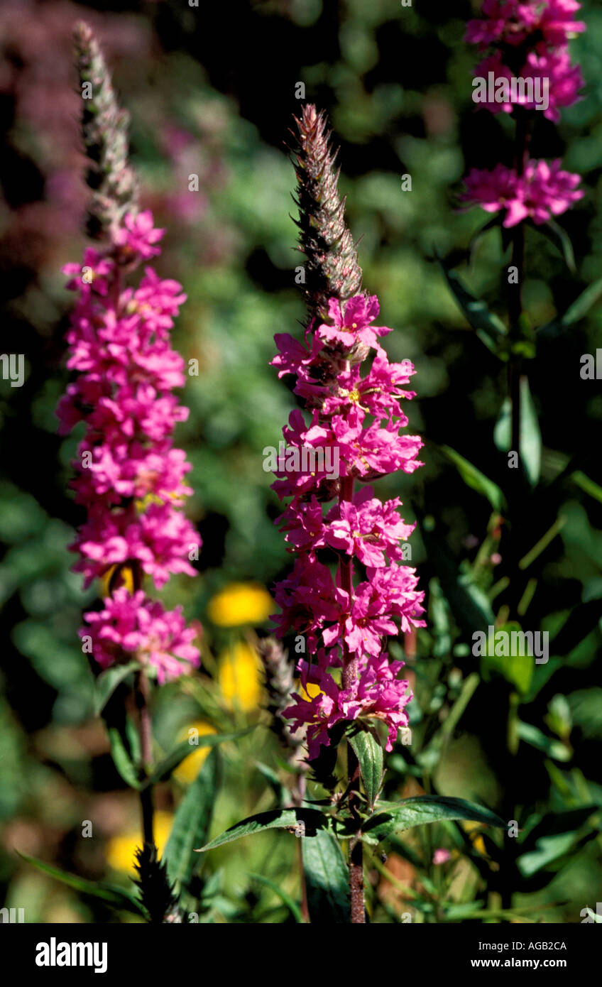 Tall vertical plant hi-res stock photography and images - Alamy