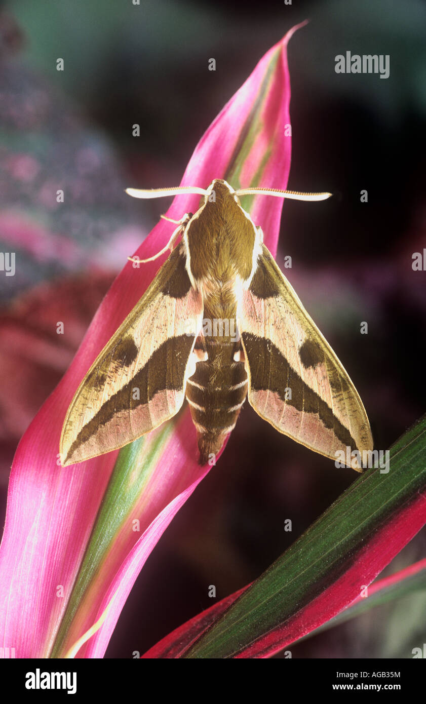 Spurge hawk moth Stock Photo - Alamy