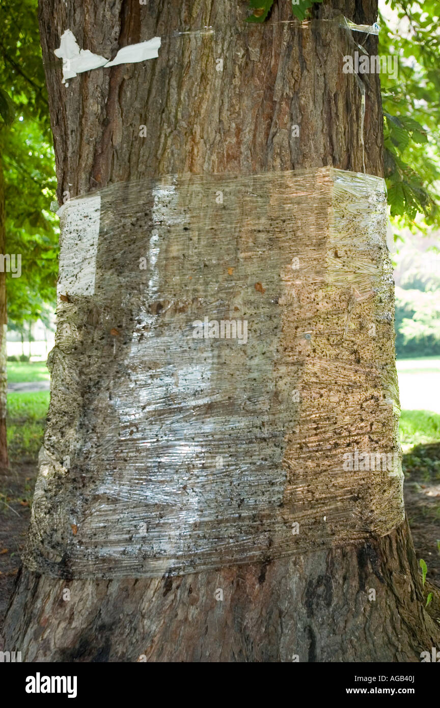 Horse Chestnut tree Aesculus hippocastanum covered in plastic foil to ...