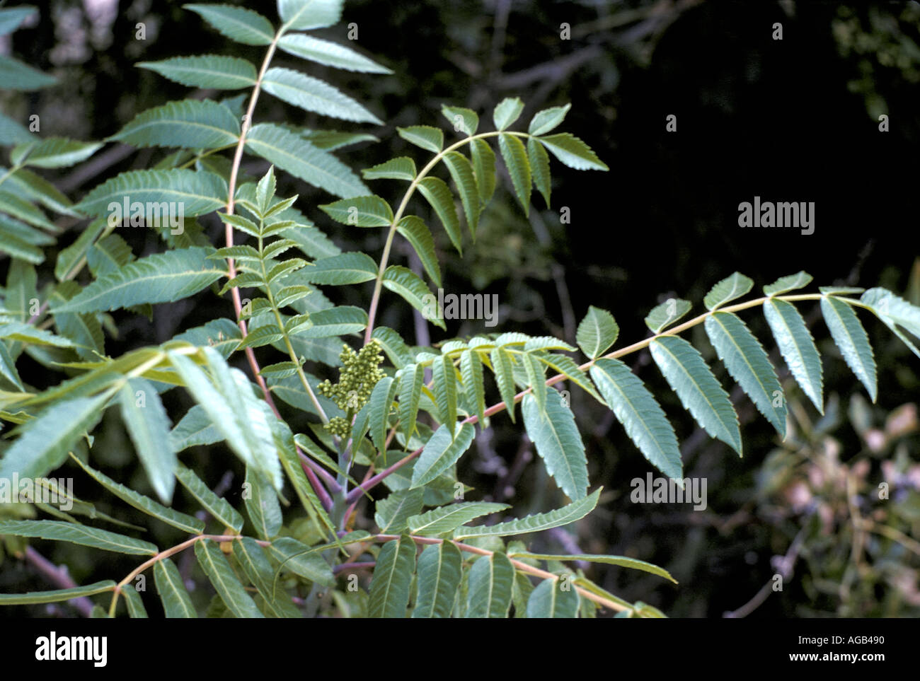 Plant Sumac Smooth Stock Photo Alamy