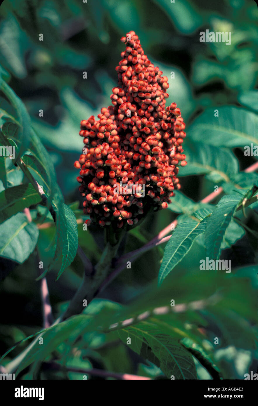 Smooth sumac tree hires stock photography and images Alamy