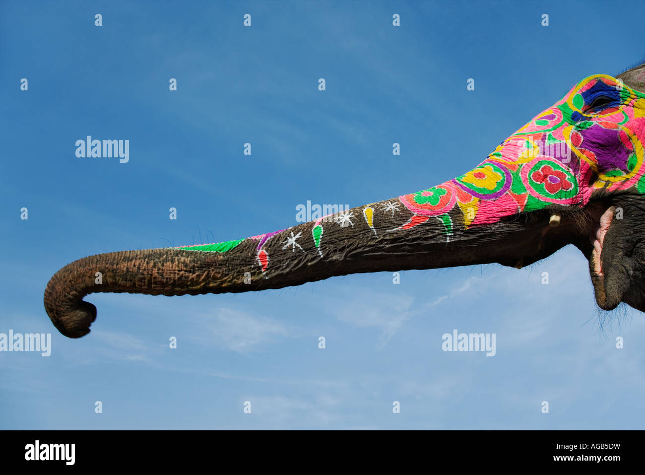 Painted elephant trunk Elephants are decorated for religious and ceremonial occasions India