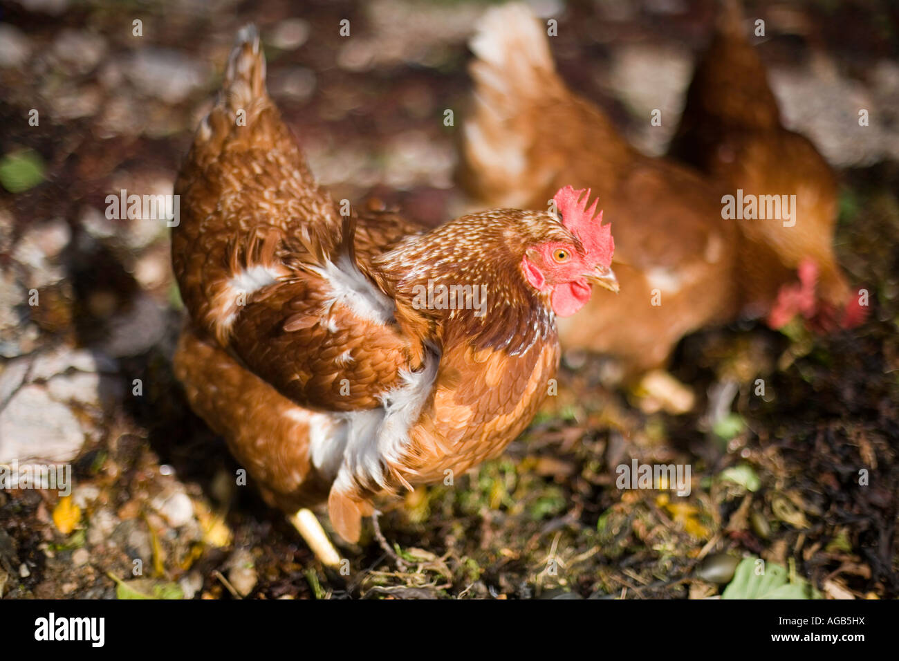 Happy Chickens scratching around in seaweed on rocky seashore in Scotland Stock Photo