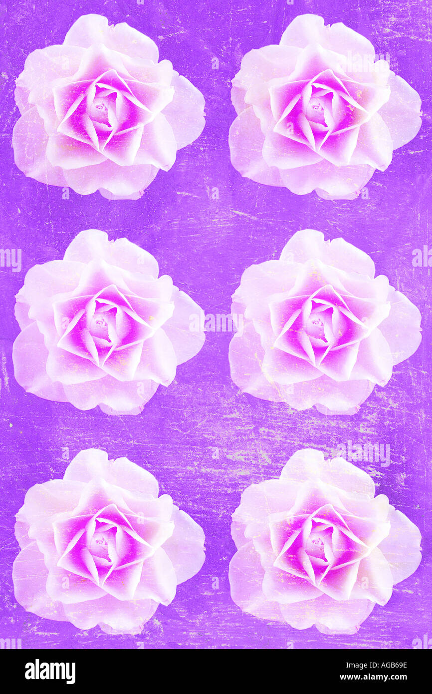 COMMON NAME roses LATIN NAME rosa Stock Photo Alamy