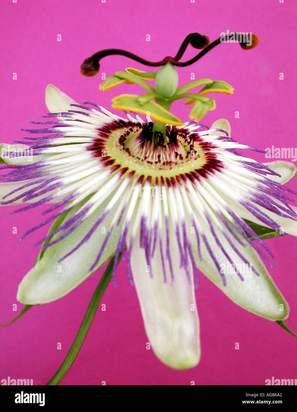 COMMON NAME passion flower LATIN NAME passiflora caerulea Stock Photo