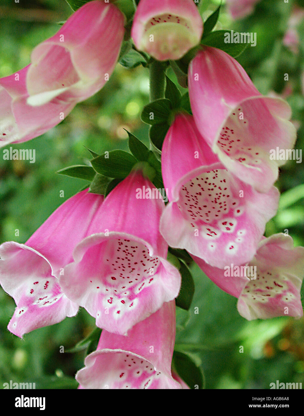 COMMON NAME foxglove LATIN NAME digitalis purpurea Stock Photo Alamy