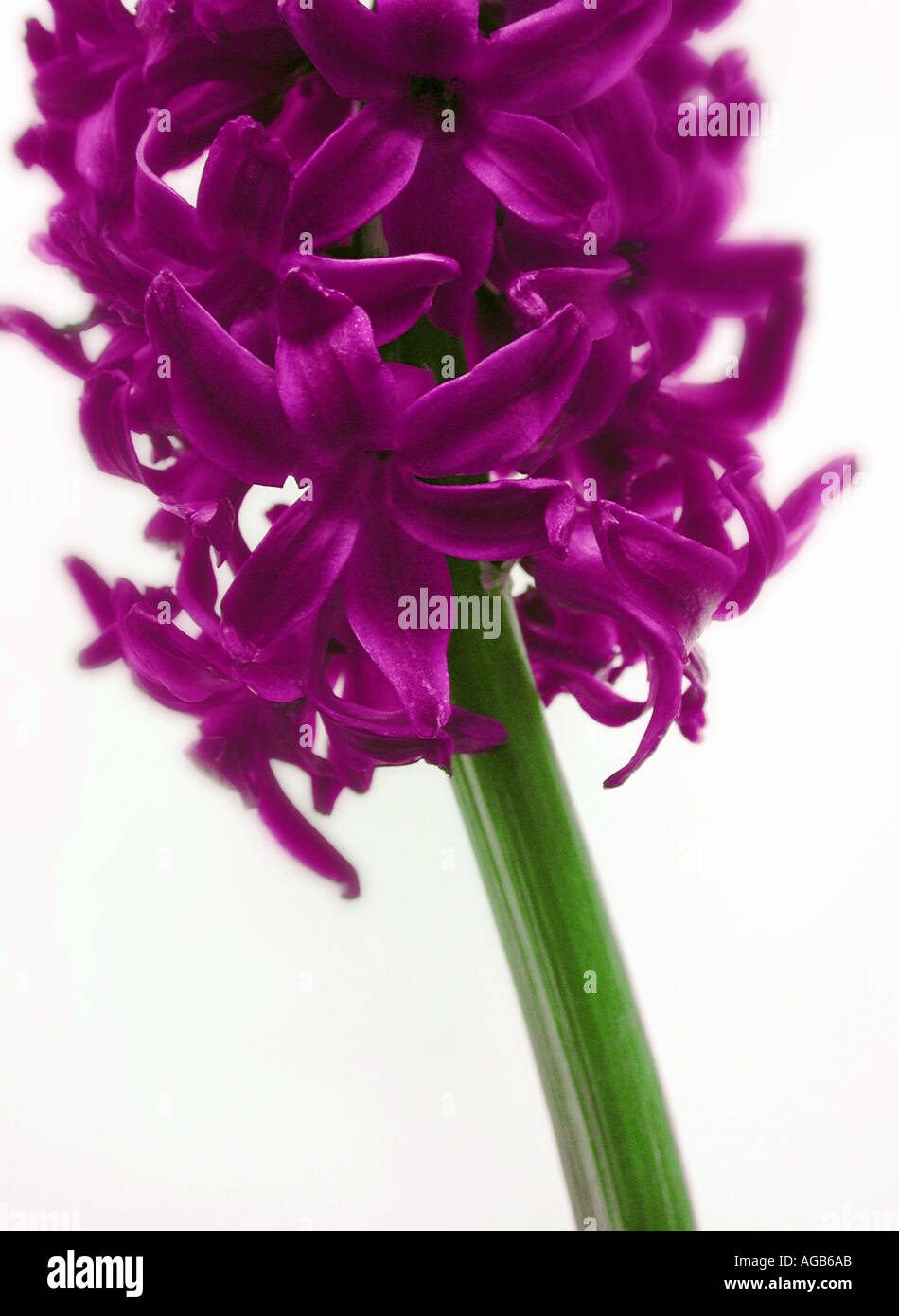 COMMON NAME hyacinth LATIN NAME hyacinthus Stock Photo Alamy