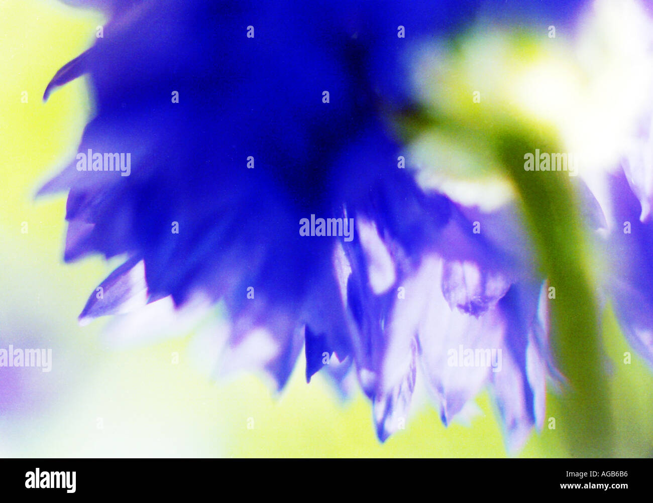 COMMON NAME cornflower LATIN NAME centaurea cyanus Stock Photo Alamy