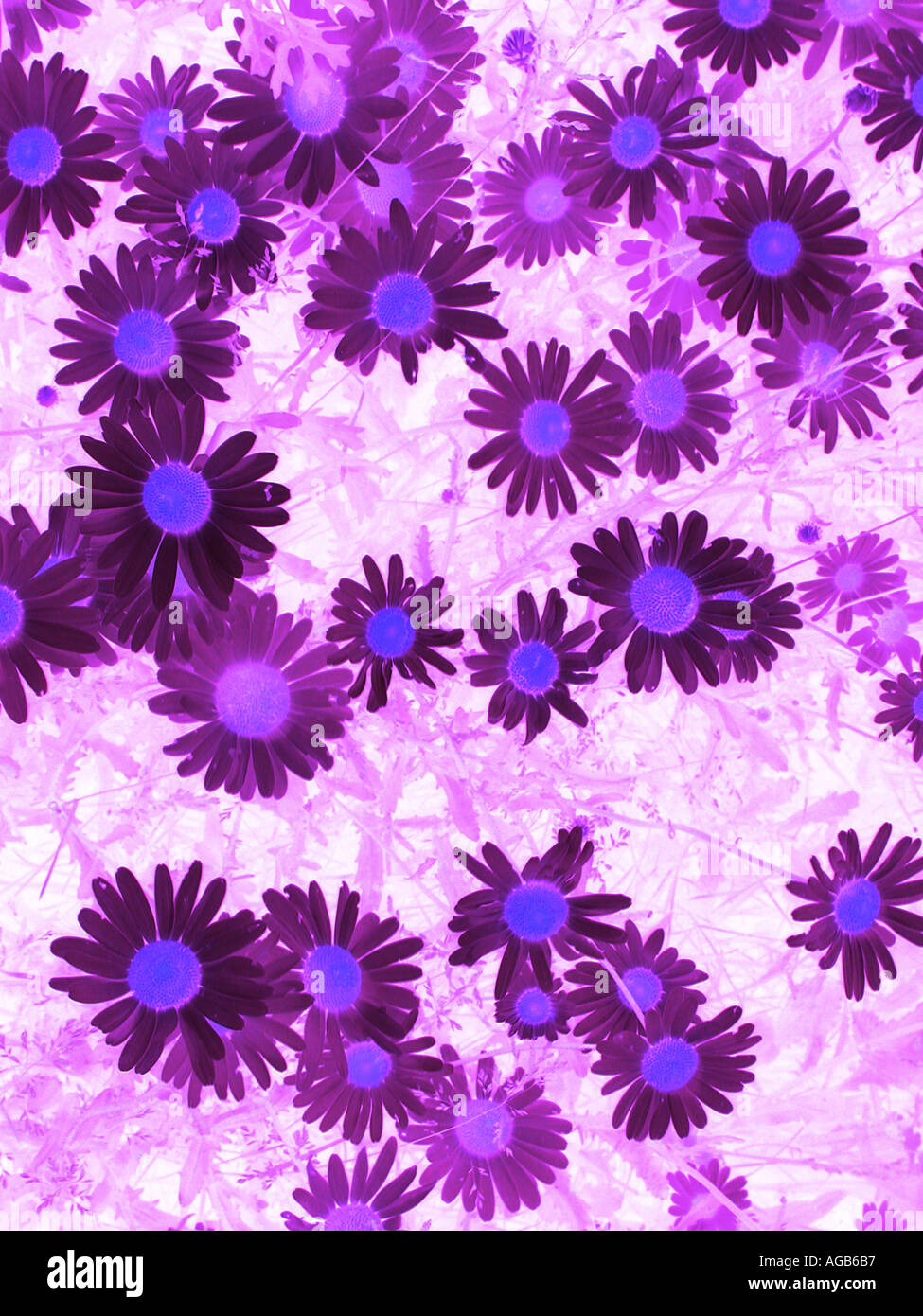 COMMON NAME daisy LATIN NAME Stock Photo Alamy