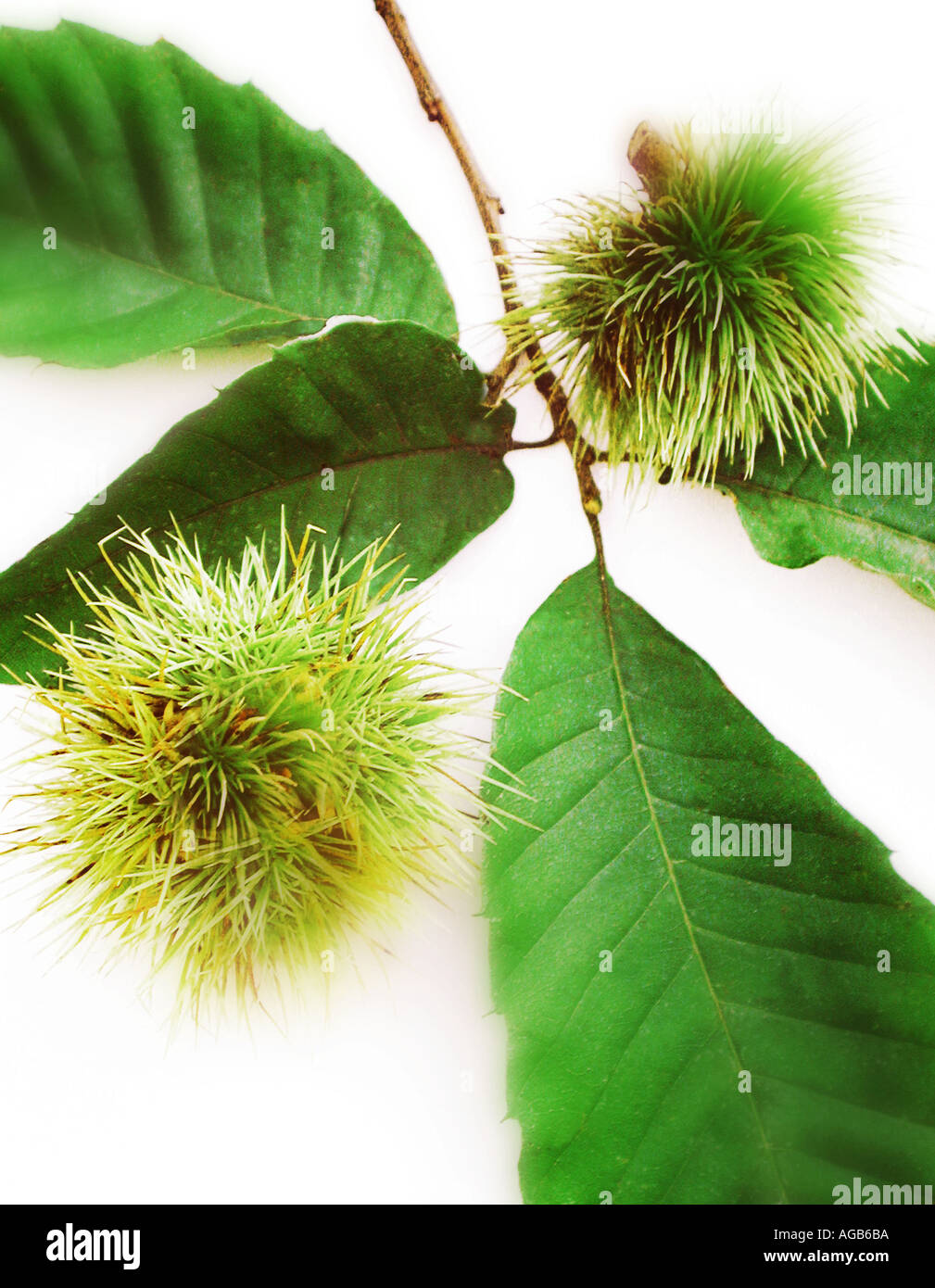 Sweet chestnut fruits with foliage Stock Photo