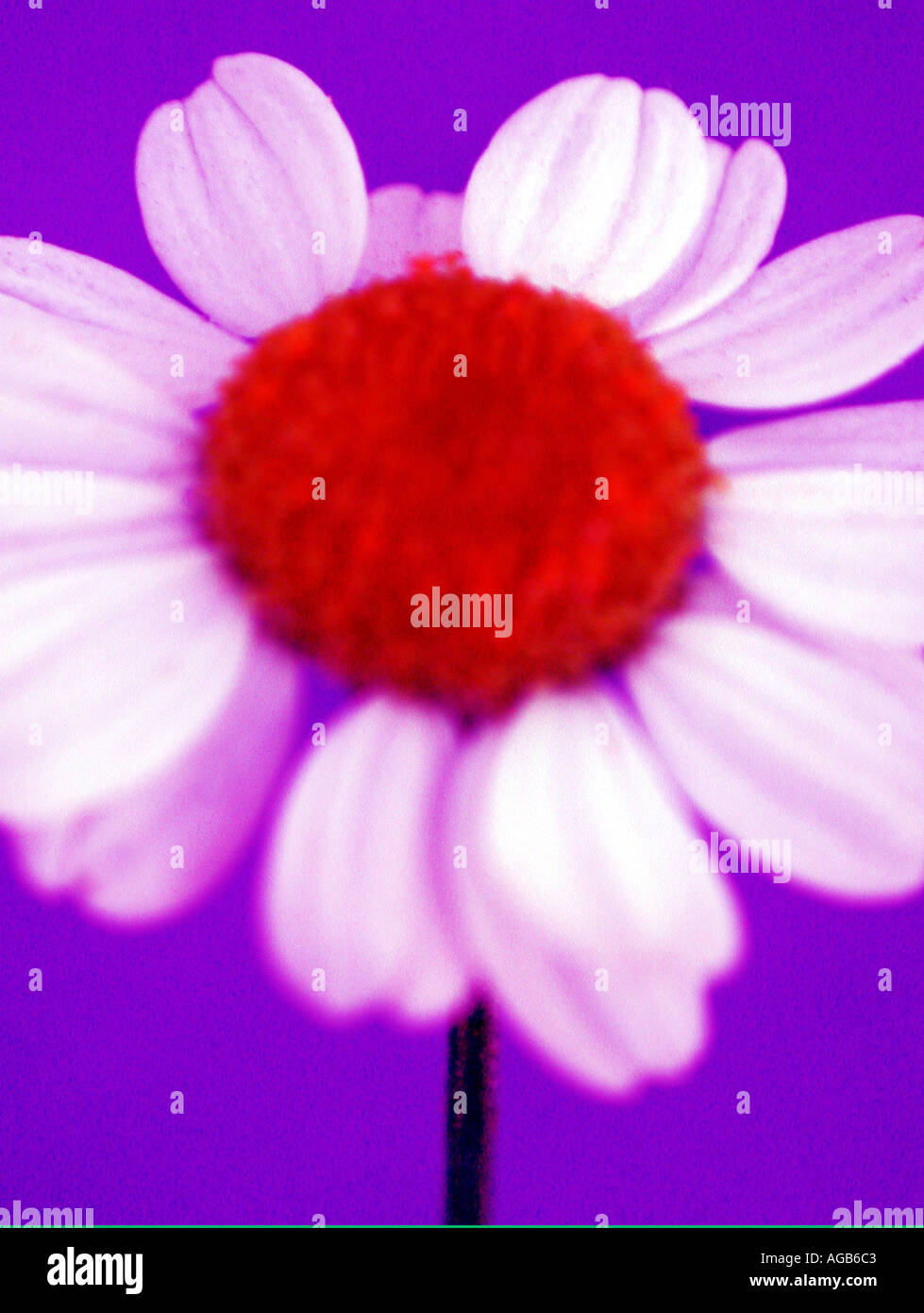 Colour enhanced singular daisy flower Stock Photo Alamy