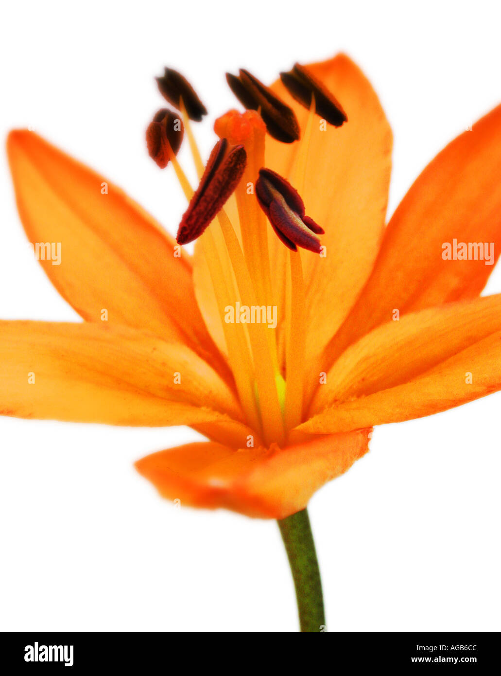A singular lily with modern crop Stock Photo