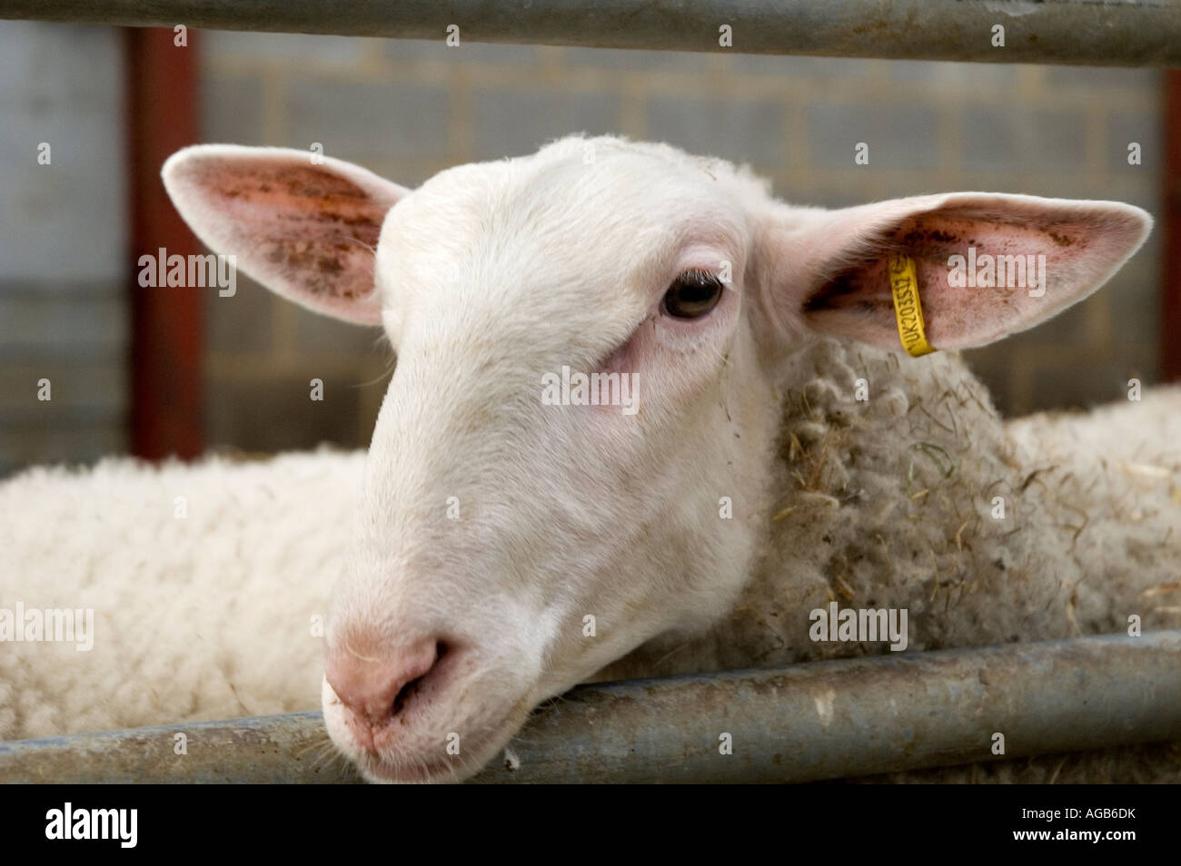 A sheeps head Stock Photo Alamy