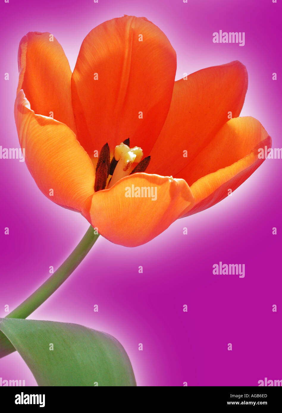 Singular tulip with a modern twist Stock Photo