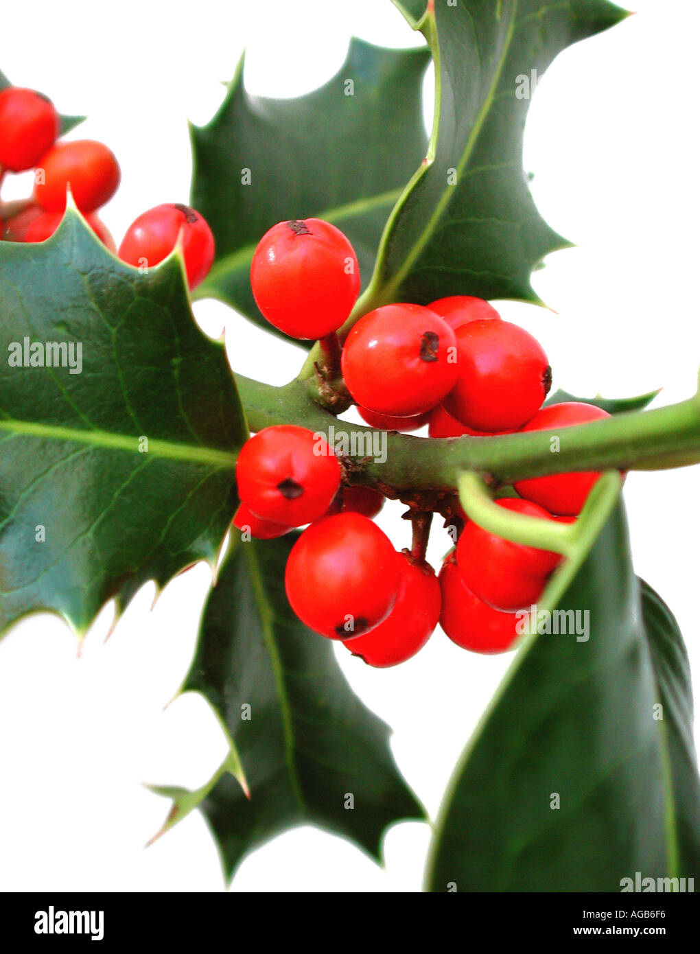 Holly with red berrys on white background Stock Photo - Alamy