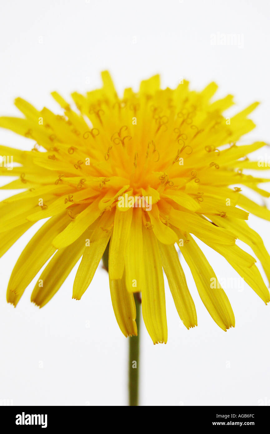 Close up studio shot of a dandelion flower Stock Photo