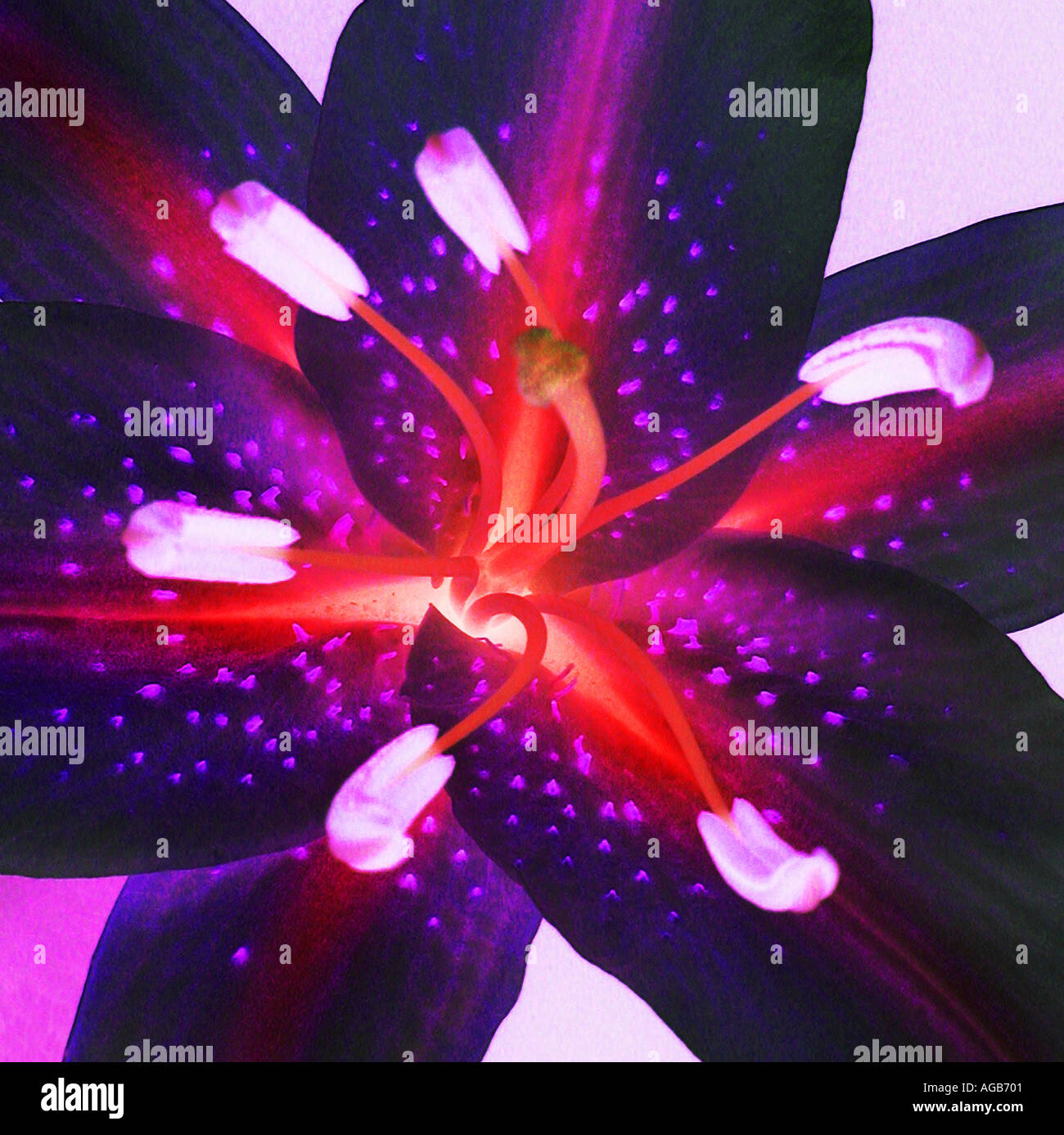 X ray flower hires stock photography and images Alamy