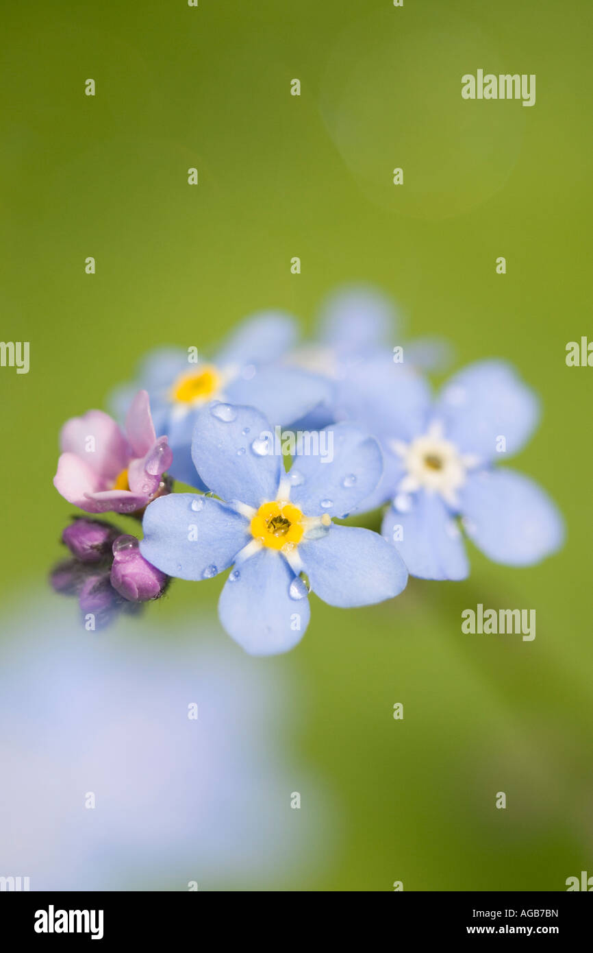 Me Not Flower Metaphysical Properties at Sandra Still blog