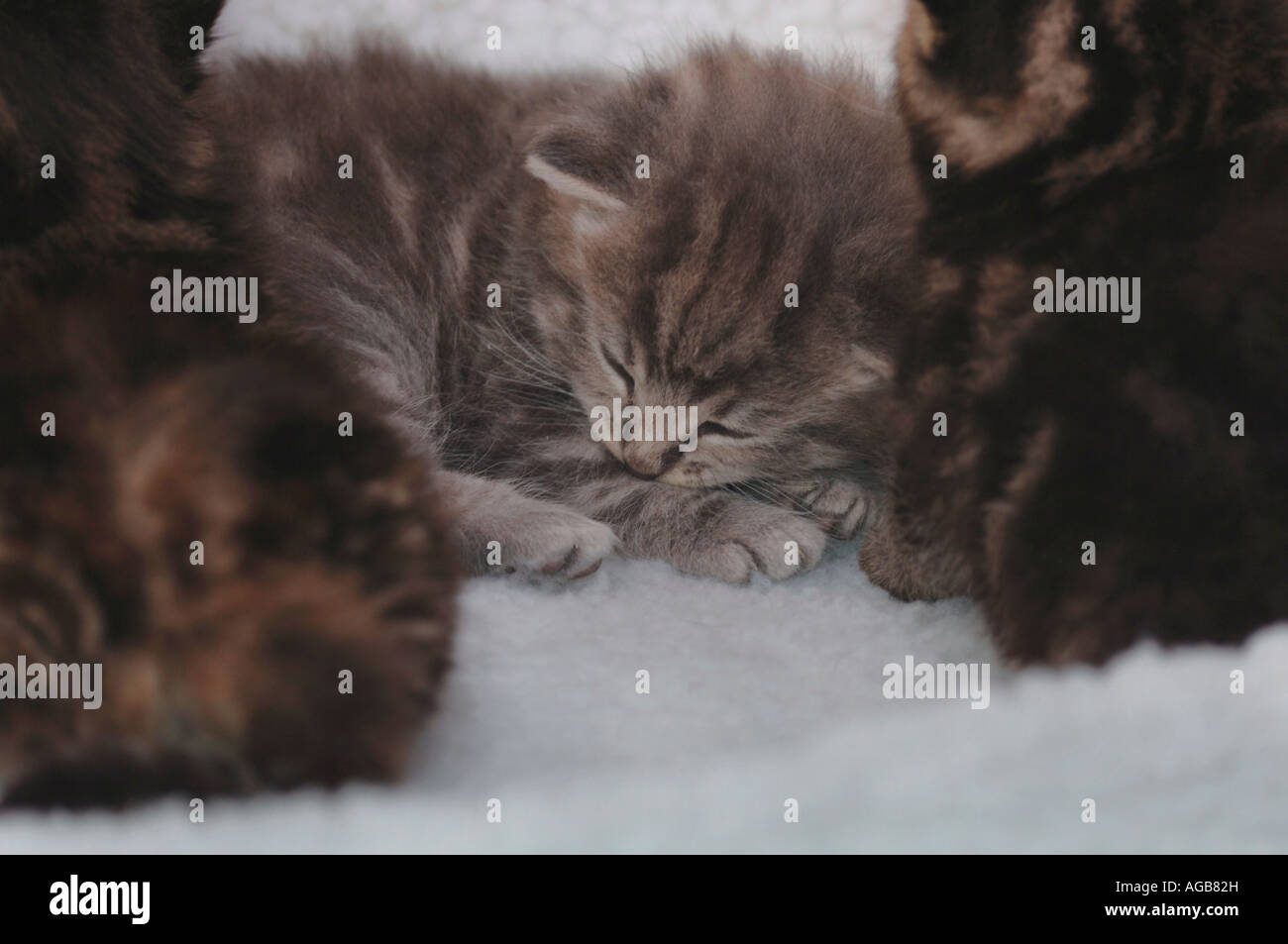 3 Week Old Kittens Sleeping. Stock Photo