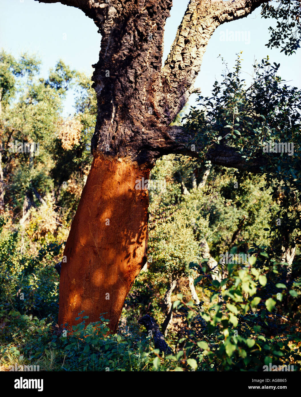 Cork oak tree stripped of its bark Stock Photo