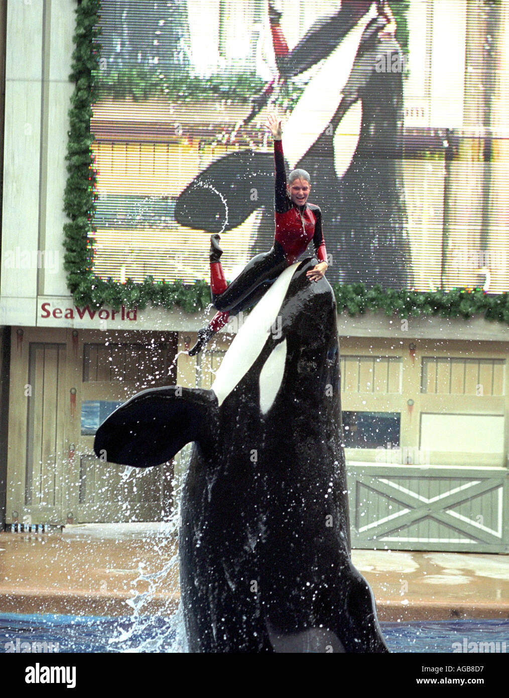 The Shamu Killer Whale show at SeaWorld in Florida USA Stock Photo