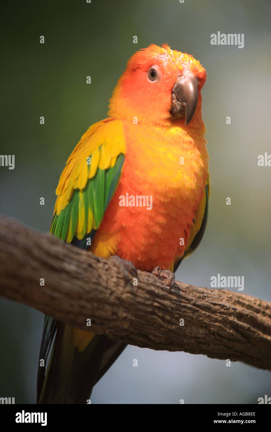 Sun Conure Parakeet Aratinga solstitialis Stock Photo