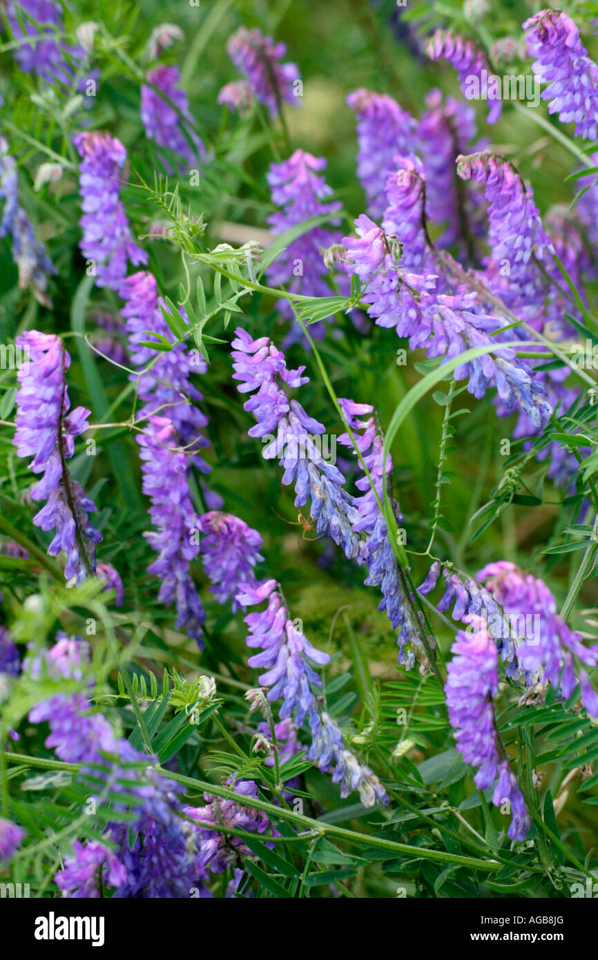 VICIA CRACCA TUFTED VETCH JULY Stock Photo