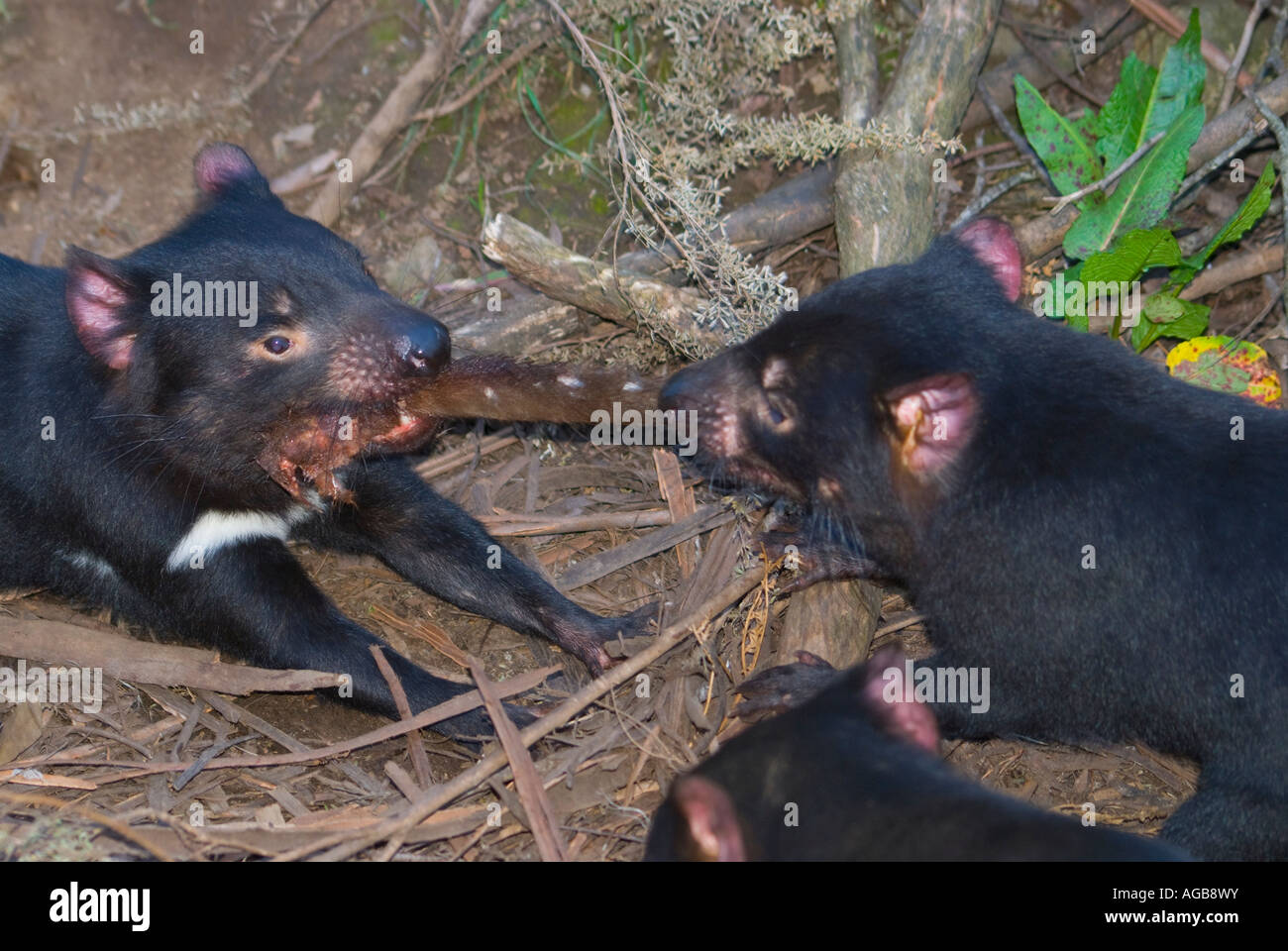 A pair of feeding Tasmanian devils Sarcophilus Harrisii fighting over a wallaby tail Stock Photo